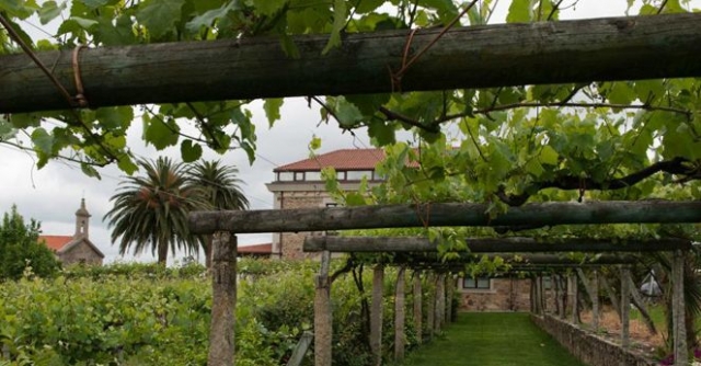 vinedos con una casa de fondo